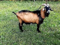 बकरा, Czech Brown Shorthaired goats — फ़ोटो 1