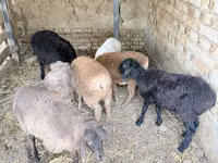 Bélier, Moutons — photo 1