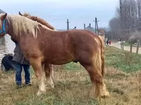حصان, Suffolk Punch — الصورة 8