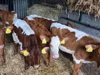 मवेशी (लॉट, लिंग निर्दिष्ट नहीं), Simmental cattle — फ़ोटो 8