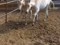 فرس, lcelandic horse — الصورة 2