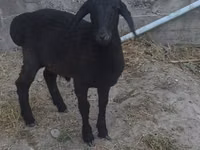 Ram, Sheep — photo 1