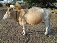 Cow, Simmental cattle — photo 4