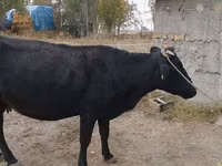 Vache, Russian Black pied cattle — photo 3