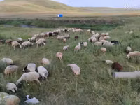 भेड़, Balbas sheep — फ़ोटो 5