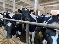 Vache, Race Holstein — photo 6