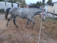 公马, Thoroughbred horse — 照片 6