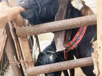 Billy Goat, Kamori goats — photo 1