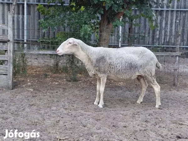 Schaf, Lacaune sheep