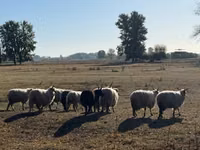Widder, Racka sheep — Foto 2