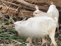 Goat, Goats — photo 4