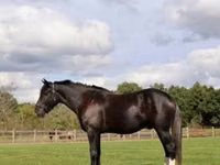 Cheval, Percheron — photo 2