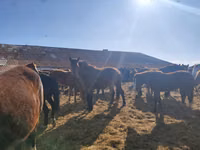 Pferde (Partie, Geschlecht nicht angegeben), Horse breed — Foto 1