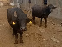 Cow, African Buffalo — photo 1