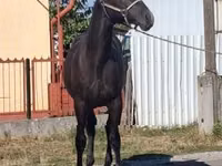 Cheval, Lipizzaner — photo 2