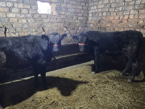 Taureau, Aberdeen-Angus