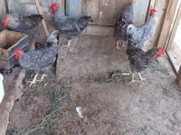 Slovenian Barred Hen — photo 7