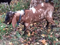 बकरा, Nubian Goat — फ़ोटो 5