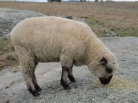 公羊, Hampshire sheep — 照片 4