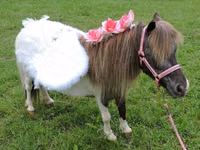 Yegua, Miniature horse — foto 7