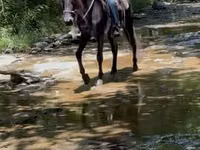 Cheval, Black Sea breed — photo 5