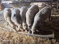 公羊, Sheep — 照片 2