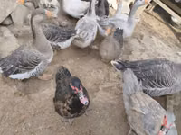 Geese — photo 2