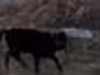 公牛, Swedish red cattle — 照片 5
