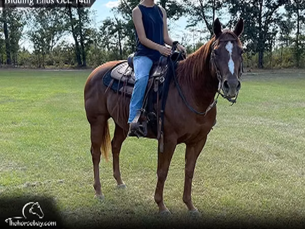 Jument, Quarter Horse