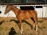 Yegua, Dutch warmblood horse — foto 4