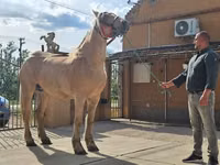 Yegua, Caballos — foto 5