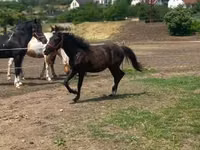 Horse (M), Hucul pony — photo 1