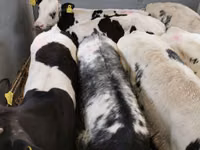 أبقار (دفعة، الجنس غير محدد), Simmental cattle — الصورة 5