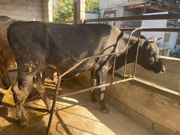 Vache, Bovins