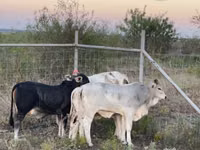 Vache, Brahmane — photo 4