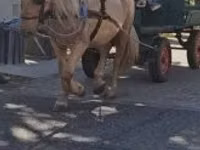 Yegua, Caballos — foto 3