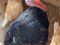 Turkeys — الصورة 5