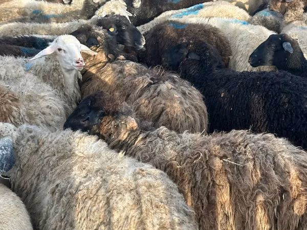 Brebis, Moutons