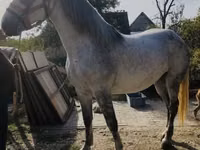 Mare, Andalusian horse — photo 1