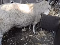 母羊, British  Milksheep — 照片 2