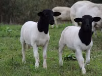 绵羊（批次，未指定性别）, Dorper sheep — 照片 4
