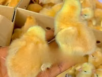 Chickens — الصورة 1