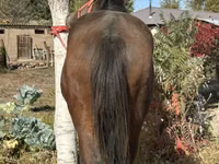 Cheval, Kyrgyz Horse — photo 4