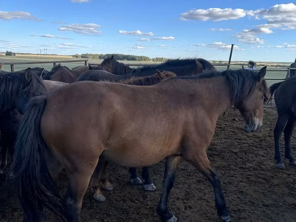 Stute, Kazakh horse