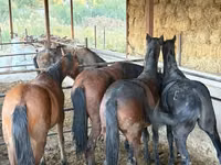 Hengst, Horse breed — Foto 6
