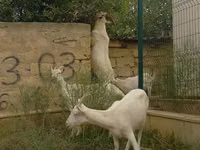Cabras (lote, sexo no especificado), Cabras — foto 4