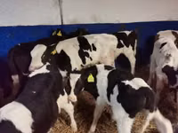 ثور, Russian Black pied cattle — الصورة 5