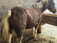 Mare, Horses — photo 3