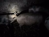 Truie, Porcs — photo 4