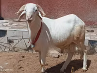 Bélier, Moutons — photo 1